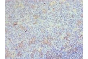 Immunohistochemistry of paraffin-embedded human tonsil tissue using ABIN7158900 at dilution of 1:100 (CD68 抗体  (AA 22-319))
