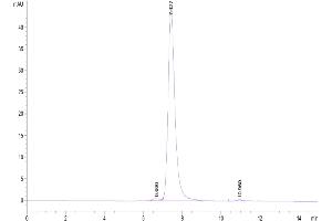 The purity of Biotinylated Human VEGF R3 is greater than 95 % as determined by SEC-HPLC.
