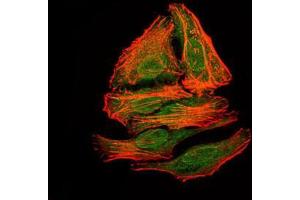 Immunofluorescence analysis of HepG2 cells using mouse Splunc2 mouse mAb (green). (BPIFA2 抗体)