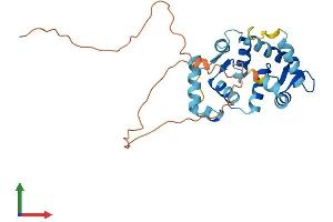 Protein Structure (PS) image for Kv Channel Interacting Protein 2 (KCNIP2) (AA 1-270) protein (His tag) (ABIN7548808)
