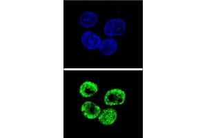 Confocal immunofluorescent analysis of CCNI2 Antibody (Center) (ABIN655840 and ABIN2845254) with HepG2 cell followed by Alexa Fluor 488-conjugated goat anti-rabbit lgG (green). (CCNI2 抗体  (AA 92-121))