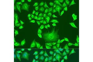 Immunofluorescence analysis of U2OS cells using APOA1 Polyclonal Antibody at dilution of 1:100. (APOA1 抗体)