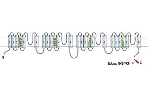 Representative domain view of the target of ABIN7885416.