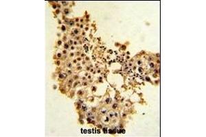 Formalin-fixed and paraffin-embedded human testis tissue with Cyclin E1 Antibody (C-term), which was peroxidase-conjugated to the secondary antibody, followed by DAB staining. (Cyclin E1 抗体  (C-Term))