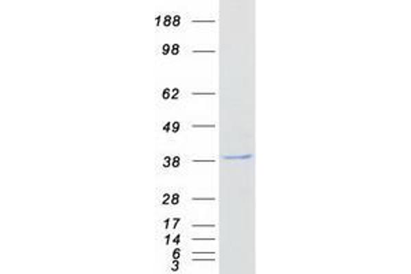 ZNF488 Protein (Myc-DYKDDDDK Tag)