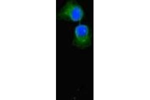 Immunofluorescent analysis of A549 cells using ABIN7152342 at dilution of 1:100 and Alexa Fluor 488-congugated AffiniPure Goat Anti-Rabbit IgG(H+L) (SULF1 抗体  (AA 105-372))