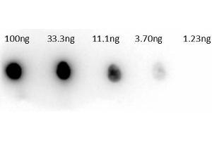 Dot Blot of Rabbit Anti-Carbonic Anhydrase II Peroxidase Conjugated Antibody. (CA2 抗体  (HRP))