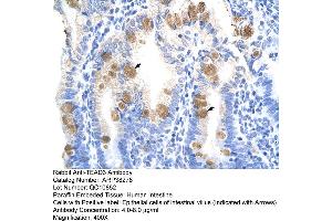 Human Intestine (TEAD3 抗体  (C-Term))