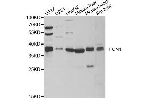 Western blot analysis of extracts of various cell lines, using FCN1 antibody (ABIN5973958) at 1/1000 dilution. (FCN1 抗体)