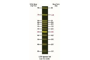 Agarose Gel Electrophoresis (AGE) image for FluoroBand™ 100 bp+3K Fluorescent DNA Ladder (ABIN5662617)