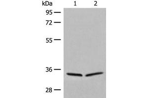 Western blot analysis of 231 and Raji cell lysates using DIMT1 Polyclonal Antibody at dilution of 1:450 (DIMT1 抗体)