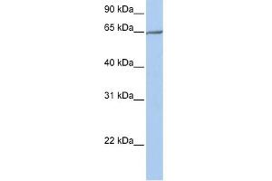 WB Suggested Anti-PCDHA4 Antibody Titration:  0. (PCDHA4 抗体  (N-Term))