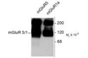 Image no. 1 for anti-Glutamate Receptor, Metabotropic 5/1a (GRM5/1a) (C-Term) antibody (ABIN227203) (GRM1a / GRM5 抗体  (C-Term))