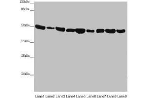 Western blot All lanes: EEF1G antibody at 0. (EEF1G 抗体  (AA 168-437))