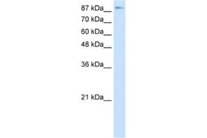 Western Blotting (WB) image for anti-Transcription Elongation Factor B (SIII), Polypeptide 3 (110kDa, Elongin A) (TCEB3) antibody (ABIN2463799)