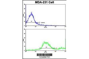 Flow cytometric analysis of MDA-231 cells using ADRA2B Antibody (bottom histogram) compared to a negative control cell (top histogram). (ADRA2B 抗体  (AA 343-369))