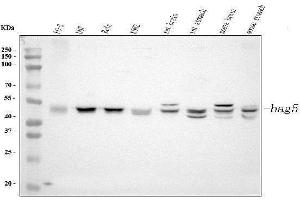 Western blot analysis of Bag5 using anti-Bag5 antibody (ABIN5518812). (BAG5 抗体  (AA 389-447))