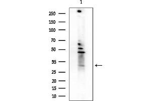 Western blot analysis of lysates from Rat brain, using OR1L3 Antibody at 1/1000 dilution.