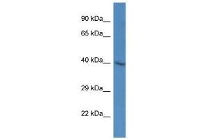Western Blot showing Sh3gl3 antibody used at a concentration of 1. (SH3GL3 抗体  (Middle Region))