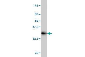 Western Blotting (WB) image for anti-Inhibitor of Growth Family, Member 3 (ING3) (AA 1-92) antibody (ABIN565750)