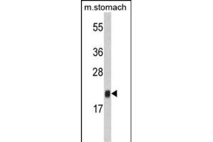 Western Blotting (WB) image for anti-FK506 Binding Protein 11, 19 KDa (FKBP11) (AA 52-82), (N-Term) antibody (ABIN390761)