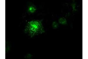 Anti-FLT3LG mouse monoclonal antibody (ABIN2452254) immunofluorescent staining of COS7 cells transiently transfected by pCMV6-ENTRY FLT3LG (RC222242). (FLT3LG 抗体  (AA 27-181))