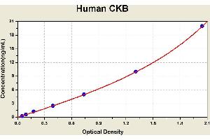 Diagramm of the ELISA kit to detect Human CKBwith the optical density on the x-axis and the concentration on the y-axis. (CKB ELISA 试剂盒)