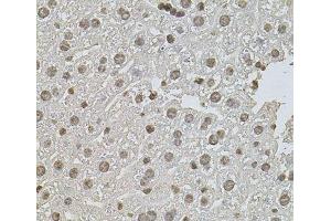 Immunohistochemistry of paraffin-embedded Mouse liver using ZNF408 Polyclonal Antibody at dilution of 1:100 (40x lens). (ZNF408 抗体)