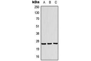 Western blot analysis of Translin expression in MCF7 (A), HeLa (B), HepG2 (C) whole cell lysates.