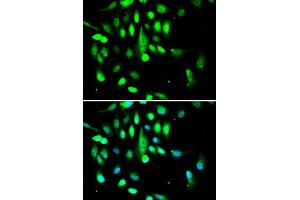Immunofluorescence (IF) image for anti-Cyclin-Dependent Kinase 1 (CDK1) (AA 208-258) antibody (ABIN3020707)
