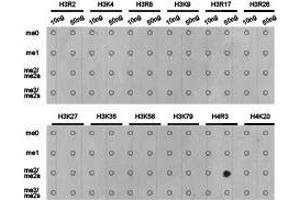 Western Blotting (WB) image for anti-Histone H4 (2meArg3) antibody (ABIN1872990) (Histone H4 抗体  (2meArg3))