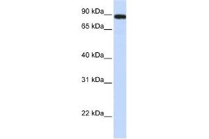 FAM47A antibody used at 1 ug/ml to detect target protein. (FAM47A 抗体  (Middle Region))