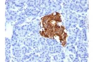 Formalin-fixed, paraffin-embedded human pancreas stained with Insulin Monoclonal Antibody (IRDN/805). (Insulin 抗体)