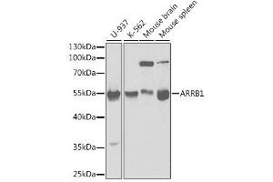 Western blot analysis of extracts of various cell lines, using ARRB1 antibody. (beta Arrestin 1 抗体  (AA 169-418))