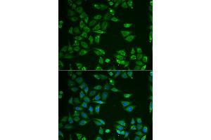 Immunofluorescence (IF) image for anti-ST3 beta-Galactoside alpha-2,3-Sialyltransferase 4 (ST3GAL4) antibody (ABIN1980325) (ST3GAL4 抗体)