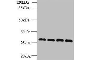 Western blot All lanes: YIPF4 antibody at 2. (YIPF4 抗体  (AA 1-113))