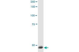 Immunoprecipitation of RBM9 transfected lysate using anti-RBM9 MaxPab rabbit polyclonal antibody and Protein A Magnetic Bead , and immunoblotted with RBM9 purified MaxPab mouse polyclonal antibody (B01P) . (RBM9 抗体  (AA 1-380))