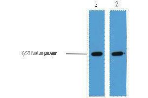 Western Blotting (WB) image for anti-Glutathione S Transferase (GST) antibody (ABIN3178560) (GST 抗体)
