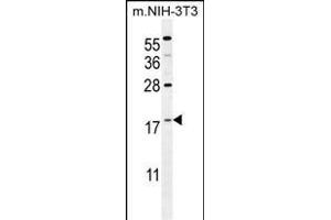 S100A4 Antibody (N-term) (ABIN655727 and ABIN2845174) western blot analysis in mouse NIH-3T3 cell line lysates (35 μg/lane). (s100a4 抗体  (N-Term))