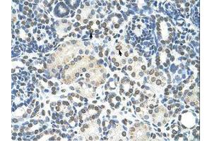 Image no. 1 for anti-Zinc Finger, MYND-Type Containing 11 (ZMYND11) (AA 138-187) antibody (ABIN203315) (ZMYND11 抗体  (AA 138-187))