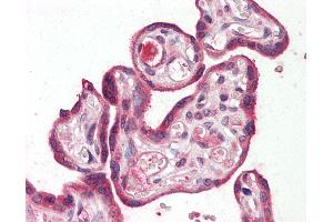 Anti-RILPL2 antibody IHC staining of human placenta. (RILPL2 抗体  (Internal Region))