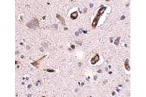 Immunohistochemistry of GALNT10 in human brain tissue with GALNT10 antibody at 2. (GALNT10 抗体  (C-Term))