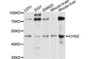 Western blot analysis of extracts of various cell lines, using CHN2 antibody (ABIN5996045) at 1/1000 dilution. (CHN2 抗体)