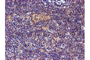 Image no. 2 for anti-Spermine Synthase, SMS (SMS) antibody (ABIN1501093) (SMS 抗体)