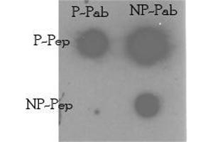 Image no. 1 for anti-TRAF2 and NCK Interacting Kinase (TNIK) (Ser764) antibody (ABIN360389) (TNIK 抗体  (Ser764))