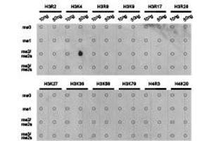 Dot-blot analysis of all sorts of methylation peptides using H3K4me3 antibody. (Histone 3 抗体  (H3K4me2))