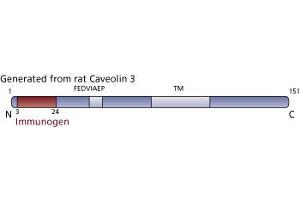 Image no. 3 for anti-Caveolin 3 (CAV3) (AA 3-24) antibody (ABIN967960) (Caveolin 3 抗体  (AA 3-24))