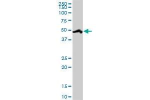 RBM39 MaxPab rabbit polyclonal antibody. (RBM39 抗体  (AA 1-524))