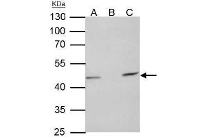 IP Image TUFM antibody [N3C3] immunoprecipitates TUFM protein in IP experiments. (TUFM 抗体)