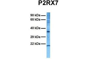 Host:  Rabbit  Target Name:  P2RX7  Sample Tissue:  Human Hela  Antibody Dilution:  1. (P2RX7 抗体  (N-Term))